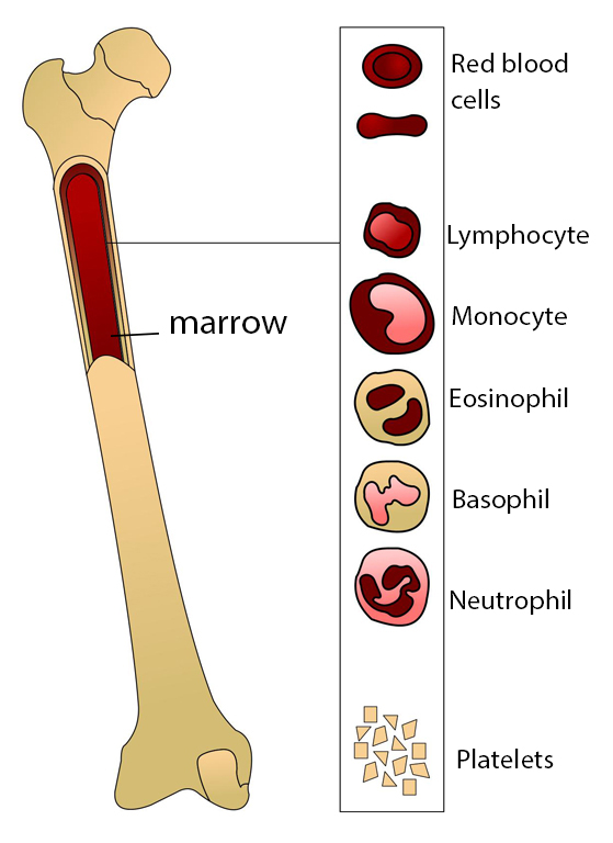 marrow bone labelled